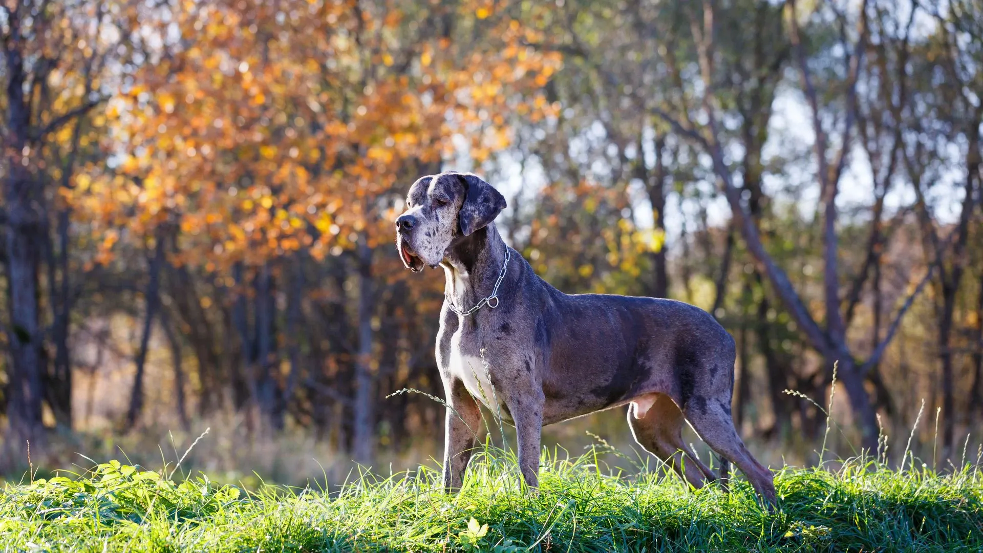 Great Dane